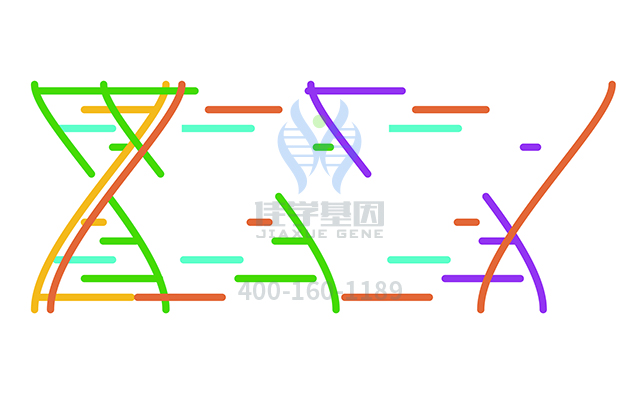 【佳學(xué)基因檢測(cè)】需要多長(zhǎng)時(shí)間可以拿聽(tīng)覺(jué)特征性常染色體顯性部分性癲癇基因解碼、<a href=http://npz842.cn/tk/jiema/cexujishu/2021/31933.html>基因檢測(cè)</a>報(bào)告？