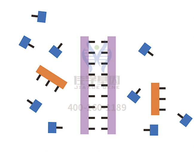 【佳學(xué)基因檢測】<font color='red'>L1<font color='red'>綜合征</font></font>基因解碼、<a href=http://npz842.cn/tk/jiema/cexujishu/2021/31933.html>基因檢測</a>